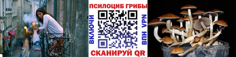 Галлюциногенные грибы Psilocybe  Купить где  Истра 